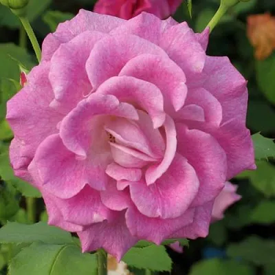 Саженцы роз ВИОЛЕТТА чайно-гибридная  Саженцы роз ВИОЛЕТТА чайно-гибридная в Томске