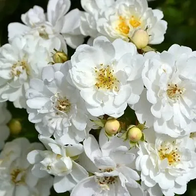 Саженцы роз ГИРЛЯНДА ДЕ АМУР мускусная  Саженцы роз ГИРЛЯНДА ДЕ АМУР мускусная в Томске