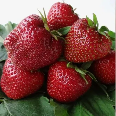 Клубника НАБИЛА — описание сорта Клубника НАБИЛА в Томске