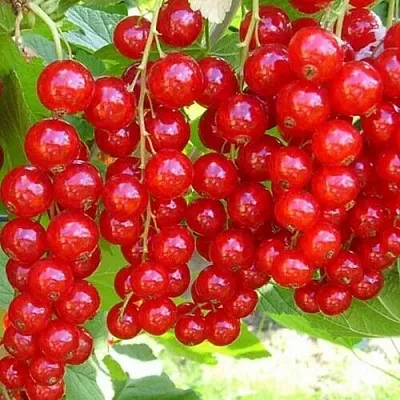 Смородина красная ФЕРТОДИ  Смородина красная ФЕРТОДИ в Томске