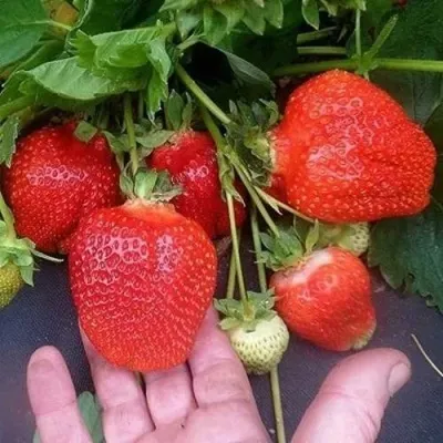 Клубника АЗИЯ — описание сорта Клубника АЗИЯ в Томске