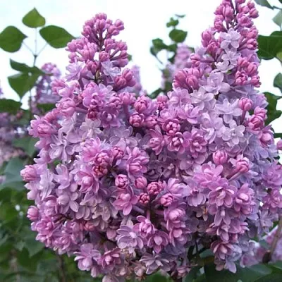 Сирень КОЛХОЗНИЦА  Сирень КОЛХОЗНИЦА в Томске