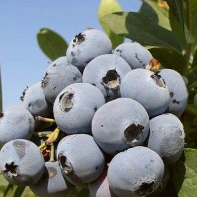 Голубика ЦУКЕР ТРАУБЕ  Голубика ЦУКЕР ТРАУБЕ в Томске