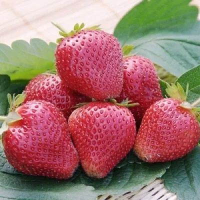 Клубника ВИМА КСИМА  Клубника ВИМА КСИМА в Томске