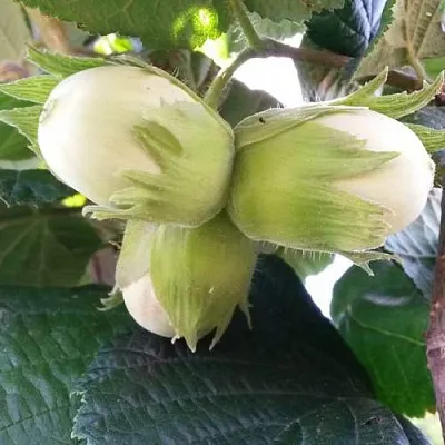 Фундук ЮННАТ  Фундук ЮННАТ в Томске