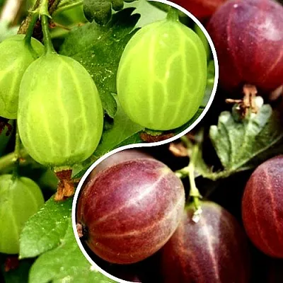 Комплект СКАЗКА в Томске