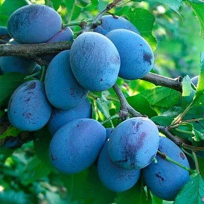 Синяя   Синяя  в Томске