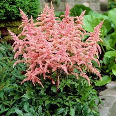 Астильба БРЕССИНГЕМ БЬЮТИ Арендса в Томске