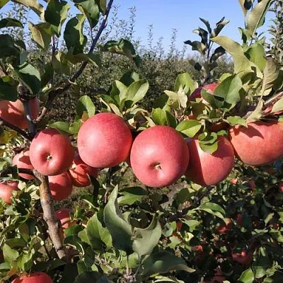 Яблоня ЧЕМПИОН РЕНО  Яблоня ЧЕМПИОН РЕНО в Томске