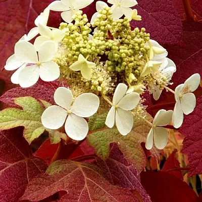 Гортензия БУРГУНДИ дуболистная в Томске