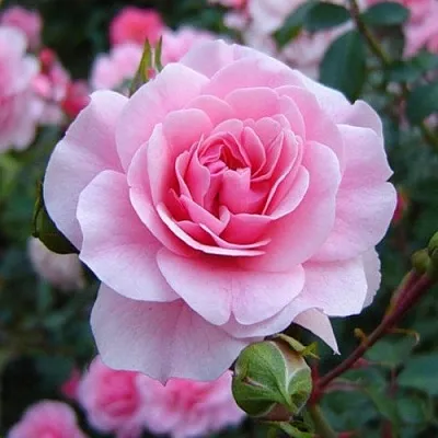 Саженцы роз БОНИКА флорибунда  Саженцы роз БОНИКА флорибунда в Томске