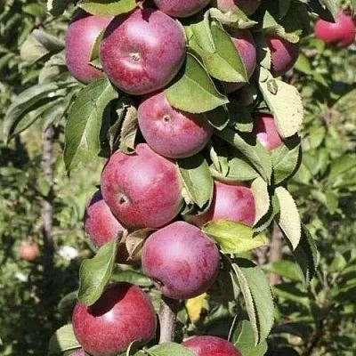 Яблоня ЕСЕНИЯ колонновидная  Яблоня ЕСЕНИЯ колонновидная в Томске