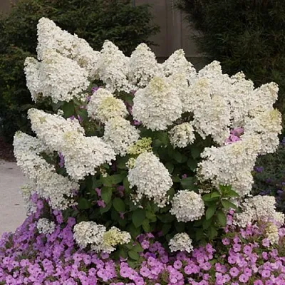 Гортензия БОБО метельчатая в Томске