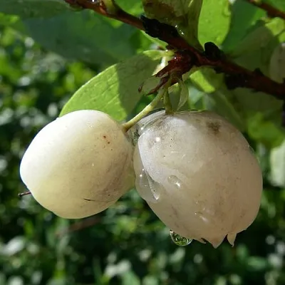 Голубика СНЕГУРОЧКА  Голубика СНЕГУРОЧКА в Томске