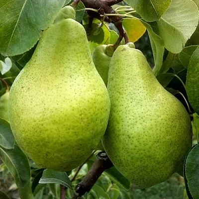 Груша НОЯБРЬСКАЯ ЗИМНЯЯ в Томске