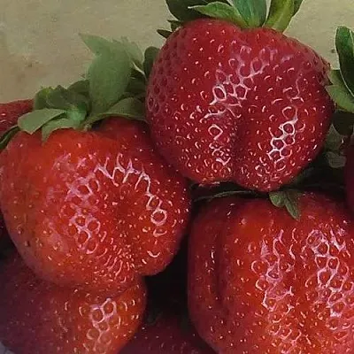 Клубника ДЕСТЕНИ  Клубника ДЕСТЕНИ в Томске