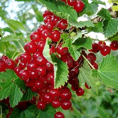 Смородина красная ГОЛЛАНДСКАЯ КРАСНАЯ  Смородина красная ГОЛЛАНДСКАЯ КРАСНАЯ в Томске