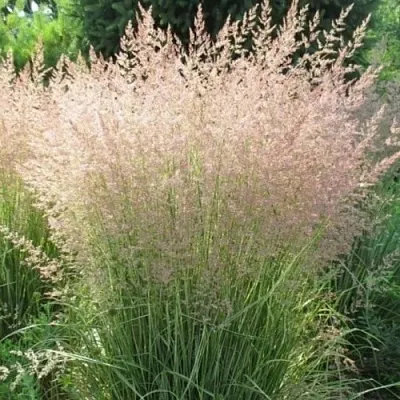 Вейник ОВЕРДАМ остроцветковый в Томске