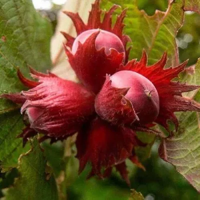 Фундук СИРЕНА — описание сорта Фундук СИРЕНА в Томске