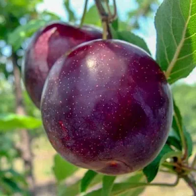 Слива АНЖЕЛИНО  Слива АНЖЕЛИНО в Томске