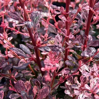 Барбарис АРЛЕКИН тунберга  Барбарис АРЛЕКИН тунберга в Томске