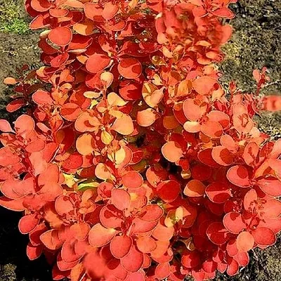 Барбарис ОРАНЖ ФАЙЕР тунберга  Барбарис ОРАНЖ ФАЙЕР тунберга в Томске