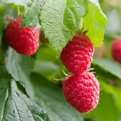 Малина МАРАВИЛЛА  Малина МАРАВИЛЛА в Томске