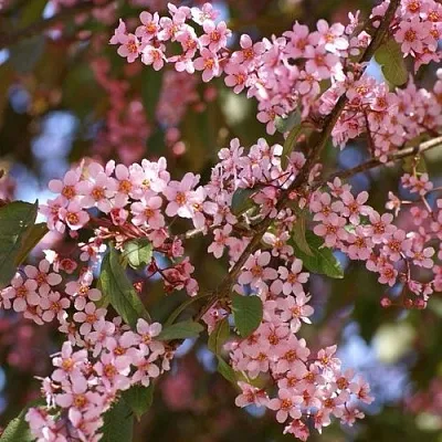 Черемуха КОЛОРАТА  Черемуха КОЛОРАТА в Томске