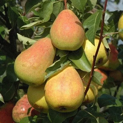 Груша СЕВЕРЯНКА в Томске