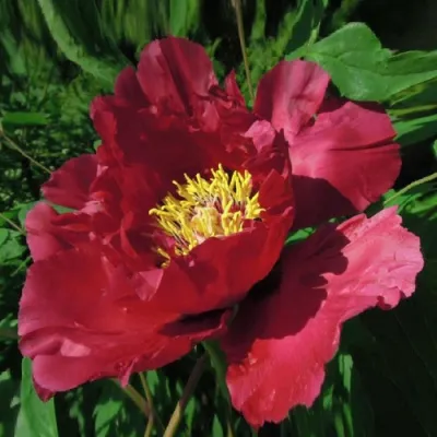 Пион КРАСНЫЙ ЛОТОС древовидный в Томске
