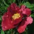 Пион КРАСНЫЙ ЛОТОС древовидный — описание сорта Пион КРАСНЫЙ ЛОТОС древовидный в Томске