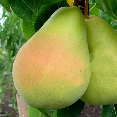 Груша ВИКТОРИЯ в Томске