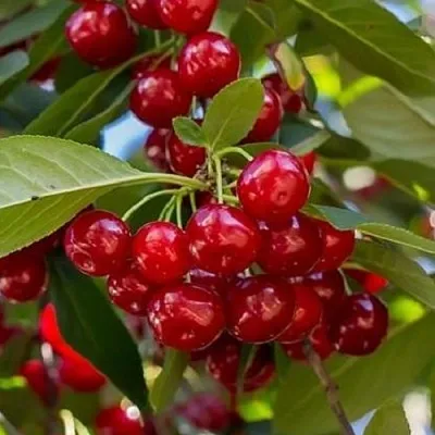 Вишня ГИРЛЯНДА в Томске