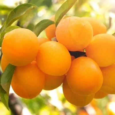 Слива МАРА  Слива МАРА в Томске