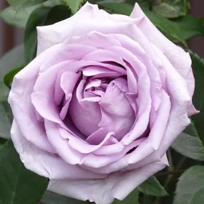 Саженцы роз ИНДИГОЛЕТТА плетистая  Саженцы роз ИНДИГОЛЕТТА плетистая в Томске