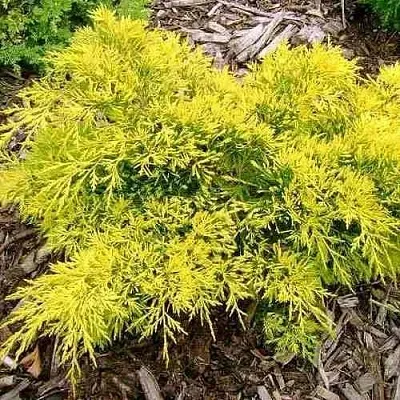 Можжевельник КИНГ ОФ СПРИНГ средний  Можжевельник КИНГ ОФ СПРИНГ средний в Томске