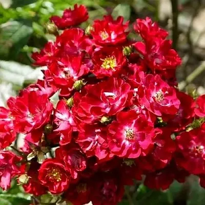 Саженцы роз АЛЬБЕРИХ полиантовая  Саженцы роз АЛЬБЕРИХ полиантовая в Томске