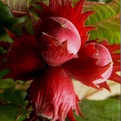 Фундук БАГРЯНЕЦ  Фундук БАГРЯНЕЦ в Томске