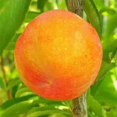 Шарафуга БЕЛЛА ГОЛД  Шарафуга БЕЛЛА ГОЛД в Томске