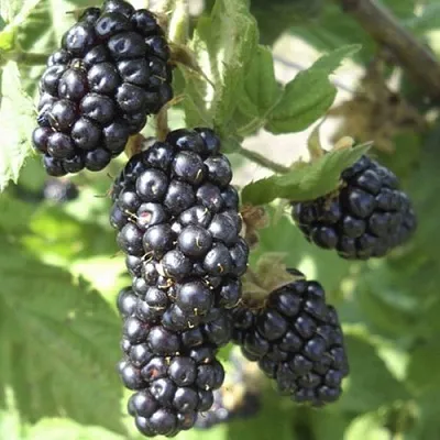 Ежемалина МАРИОН  Ежемалина МАРИОН в Томске