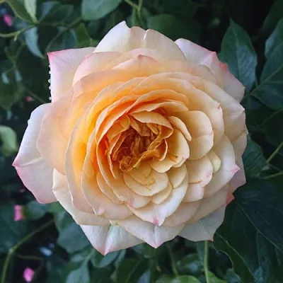 Саженцы роз АБЕЙ ДЕ СЕНТ-АМАН шраб  Саженцы роз АБЕЙ ДЕ СЕНТ-АМАН шраб в Томске