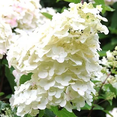 Гортензия ЮНИК метельчатая в Томске