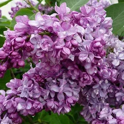 Сирень ГЕНЕРАЛ ПЕРШИНГ  Сирень ГЕНЕРАЛ ПЕРШИНГ в Томске