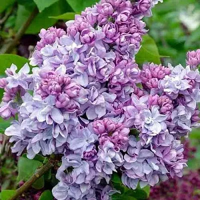 Сирень КАТЕРИНА ХАВЕМЕЙЕР  Сирень КАТЕРИНА ХАВЕМЕЙЕР в Томске