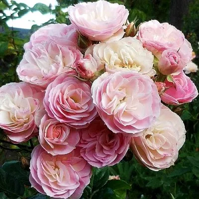 Саженцы роз БУКЕТ ПАРФЕ мускусная  Саженцы роз БУКЕТ ПАРФЕ мускусная в Томске