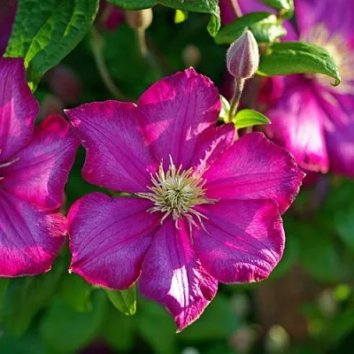 Клематис КАРМЕНСИТА  Клематис КАРМЕНСИТА в Томске