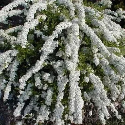 Спирея АРГУТА  Спирея АРГУТА в Томске
