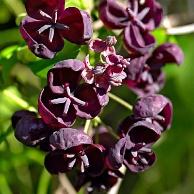 Акебия ПЯТЁРНАЯ  в Томске