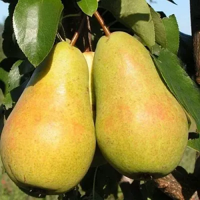 Груша ЧИЖОВСКАЯ в Томске