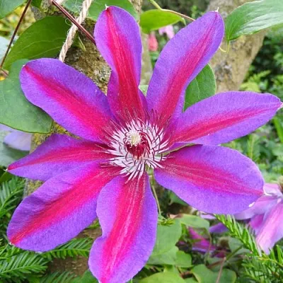 Клематис АКАИШИ  Клематис АКАИШИ в Томске